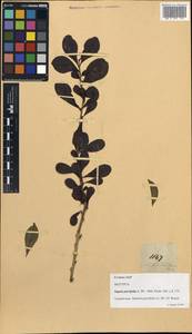Xantolis parvifolia (A.DC.) P.Royen, South Asia, South Asia (Asia outside ex-Soviet states and Mongolia) (ASIA) (Philippines)