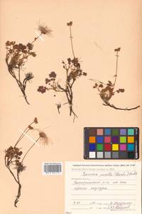 Geum selinifolium (Fisch. ex F. Schmidt) Hultén, Siberia, Chukotka & Kamchatka (S7) (Russia)