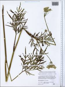 Ostericum maximowiczii (F.Schmidt) Kitag., Siberia, Russian Far East (S6) (Russia)