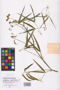 Lathyrus sylvestris L., Eastern Europe, Western region (E3) (Russia)