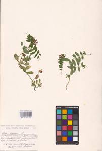 Vicia sepium L., Eastern Europe, Middle Volga region (E8) (Russia)