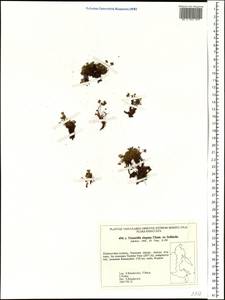 Potentilla elegans Cham. & Schltdl., Siberia, Russian Far East (S6) (Russia)