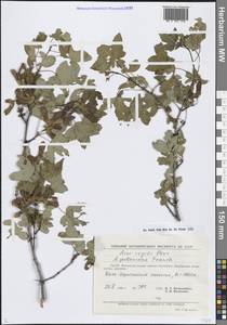 Acer pentapomicum J.L.Stewart, Middle Asia, Pamir & Pamiro-Alai (M2) (Uzbekistan)