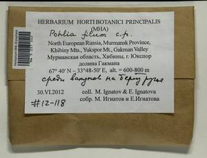 Pohlia filum (Schimp.) Mårtensson, Bryophytes, Bryophytes - Karelia, Leningrad & Murmansk Oblasts (B4) (Russia)