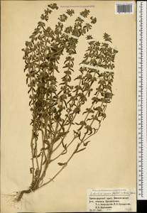 Sideritis montana subsp. montana, Caucasus, Krasnodar Krai & Adygea (K1a) (Russia)