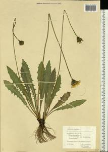 Leontodon hispidus L., Eastern Europe, Middle Volga region (E8) (Russia)
