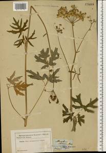 Heracleum sphondylium subsp. sibiricum (L.) Simonk., Eastern Europe, Moscow region (E4a) (Russia)