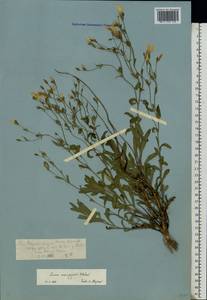 Linum pallasianum subsp. pallasianum, Eastern Europe, Rostov Oblast (E12a) (Russia)
