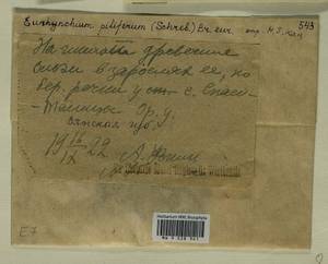 Cirriphyllum piliferum (Hedw.) Grout, Bryophytes, Bryophytes - Permsky Krai, Udmurt Republic, Sverdlovsk & Kirov Oblasts (B8) (Russia)