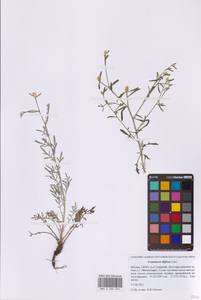 Centaurea diffusa Lam., Eastern Europe, Moscow region (E4a) (Russia)