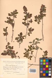 Salix myrtilloides L., Siberia, Russian Far East (S6) (Russia)