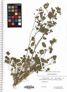 Medicago lupulina L., Eastern Europe, Middle Volga region (E8) (Russia)