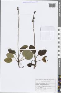 Pyrola media Sw., Eastern Europe, Middle Volga region (E8) (Russia)