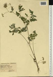 Chaerophyllum temulum L., Eastern Europe, South Ukrainian region (E12) (Ukraine)