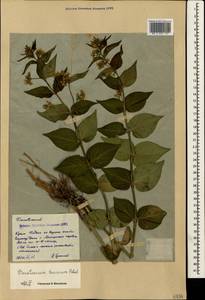 Vincetoxicum hirundinaria subsp. jailicola (Juz.) Markgr., Crimea (KRYM) (Russia)