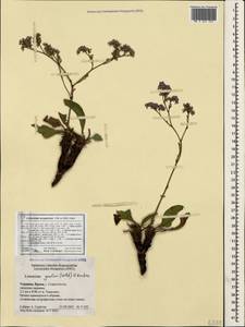 Limonium gmelinii (Willd.) Kuntze, Crimea (KRYM) (Russia)
