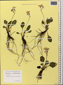 Primula cordifolia Rupr., Caucasus, North Ossetia, Ingushetia & Chechnya (K1c) (Russia)