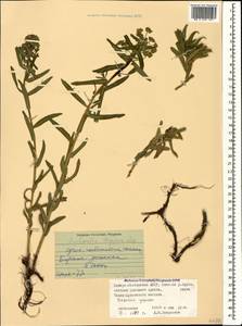 Euphorbia stepposa Zoz ex Prokh., Caucasus, North Ossetia, Ingushetia & Chechnya (K1c) (Russia)