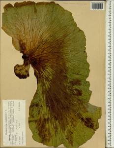 Platycerium elephantotis Schweinf., Africa (AFR) (Ethiopia)