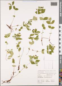 Cornus suecica L., Siberia, Chukotka & Kamchatka (S7) (Russia)