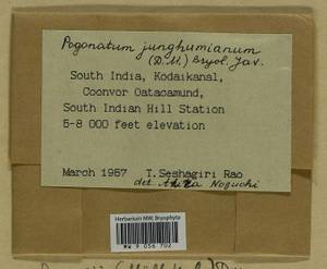 Pogonatum neesii (Müll. Hal.) Dozy, Bryophytes, Bryophytes - Asia (outside ex-Soviet states) (BAs) (India)