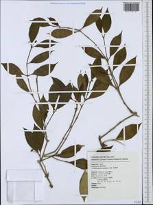 Aeschynanthus acuminatus Wall. ex A. DC., South Asia, South Asia (Asia outside ex-Soviet states and Mongolia) (ASIA) (Taiwan)