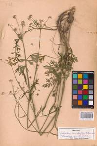Dichoropetalum carvifolia (Vill.) Pimenov & Kljuykov, Eastern Europe (no precise locality) (E0) (Not classified)