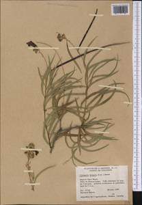 Chilopsis linearis (Cav.) Sweet, America (AMER) (United States)