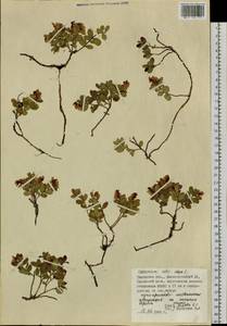 Vaccinium vitis-idaea L., Siberia, Western Siberia (S1) (Russia)