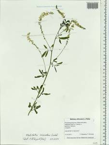 Melilotus suaveolens Ledeb., Siberia, Baikal & Transbaikal region (S4) (Russia)