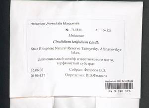 Cinclidium latifolium Lindb., Bryophytes, Bryophytes - Krasnoyarsk Krai, Tyva & Khakassia (B17) (Russia)