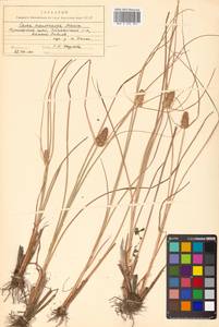 Carex neurocarpa Maxim., Siberia, Russian Far East (S6) (Russia)