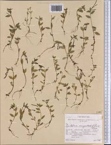 Epilobium anagallidifolium Lam., America (AMER) (United States)