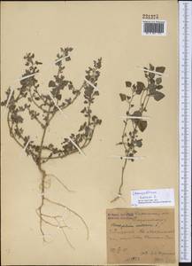 Chenopodium vulvaria L., Middle Asia, Syr-Darian deserts & Kyzylkum (M7) (Uzbekistan)
