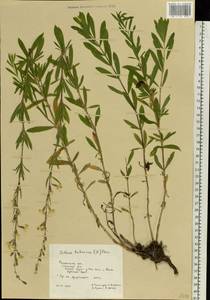 Silene tatarica (L.) Pers., Eastern Europe, Central region (E4) (Russia)