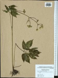 Aegopodium podagraria L., Eastern Europe, Central region (E4) (Russia)