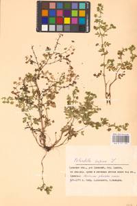 Potentilla supina L., Eastern Europe, Western region (E3) (Russia)