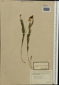 Lathyrus pallescens (M.Bieb.) K.Koch, Eastern Europe, Central forest-and-steppe region (E6) (Russia)