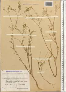 Lepidium vesicarium L., Caucasus, Georgia (K4) (Georgia)