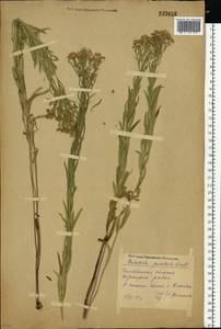 Galatella sedifolia subsp. sedifolia, Eastern Europe, Eastern region (E10) (Russia)