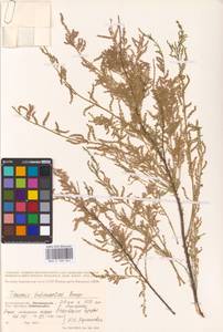 Tamarix hohenackeri Bunge, Eastern Europe, Lower Volga region (E9) (Russia)