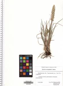 SMR001845, Koeleria macrantha subsp. macrantha, Eastern Europe, Eastern region (E10) (Russia)