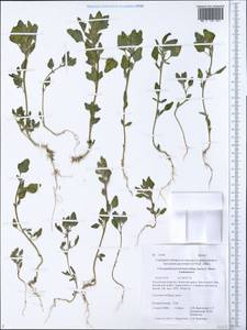 Chenopodium karoi (Murr) Aellen, Siberia, Baikal & Transbaikal region (S4) (Russia)