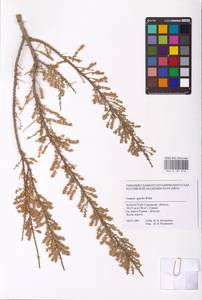 Tamarix gracilis Willd., Middle Asia, Caspian Ustyurt & Northern Aralia (M8) (Kazakhstan)