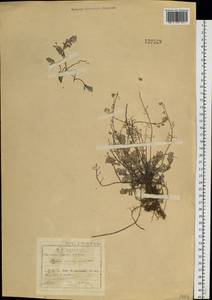 Odontarrhena obovata C. A. Mey., Siberia, Baikal & Transbaikal region (S4) (Russia)