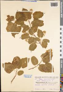 Acer tataricum L., Eastern Europe, North Ukrainian region (E11) (Ukraine)