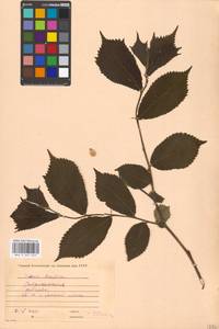 Ulmus glabra, Eastern Europe, Moscow region (E4a) (Russia)
