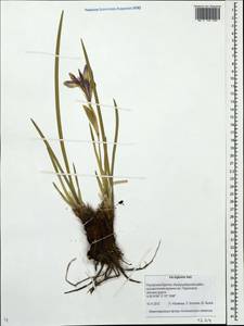 Iris lactea Pall., Siberia, Baikal & Transbaikal region (S4) (Russia)