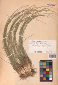 Stipa zalesskii Wilensky, Eastern Europe, Central region (E4) (Russia)