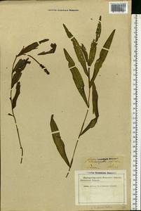 Potamogeton alpinus Balb., Eastern Europe, Latvia (E2b) (Latvia)